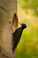 Datel cerny - Dryocopus martius - Black Woodpecker 2094